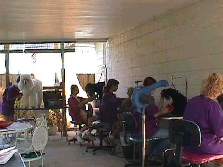 pet grooming school, tampa grooming school, grooming classes, learn to groom, dog grooming schools, internation, vocational school, vocational schools