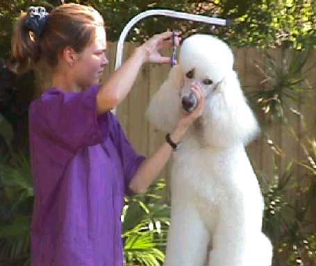 pet grooming schools, grooming school, dog grooming school, dog grooming course, training, education, cat grooming schools, pet grooming course, career in, florida dog grooming school, grooming school florida, pet grooming school, tampa grooming school, grooming classes, learn to groom, dog grooming schools, internation, vocational school, vocational schools