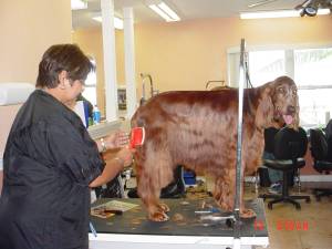 pet grooming schools, grooming school, dog grooming school, dog grooming course, training, education, cat grooming schools, pet grooming course, career in, florida dog grooming school